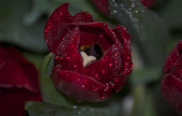 Picture flower, drops, Rosa, Tulip, petals