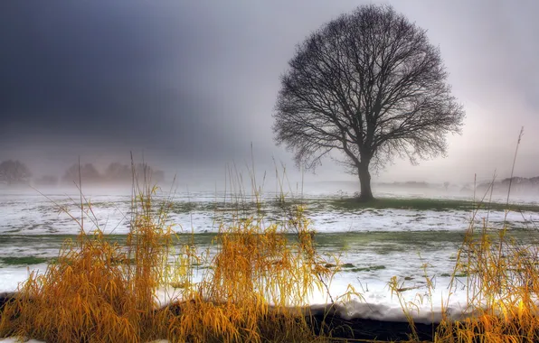 Picture field, grass, snow, landscape, tree