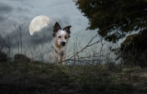 Background, the moon, dog