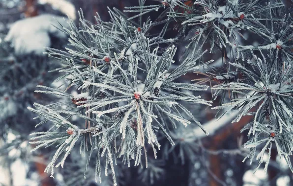 Winter, frost, snow, needles, pine