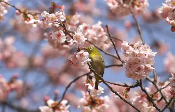 Flowers, tree, bird, branch, spring, flowering, yellow