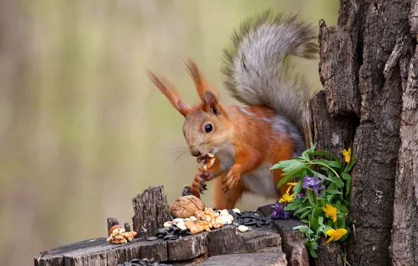Flowers, nature, pose, stump, protein, nuts, food, seeds