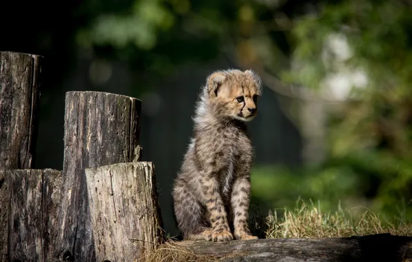 Cheetah, cub, hemp