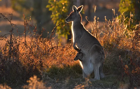 Kangaroo Background Wallpapers 30617 - Baltana