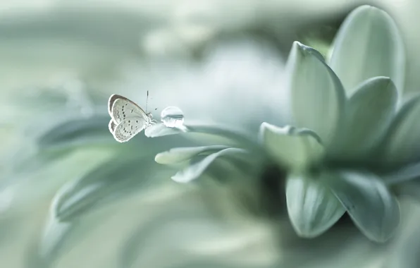 Picture flower, butterfly, drop, petals, bokeh