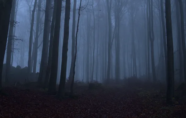 Forest, trees, nature, fog, Niklas Hamisch