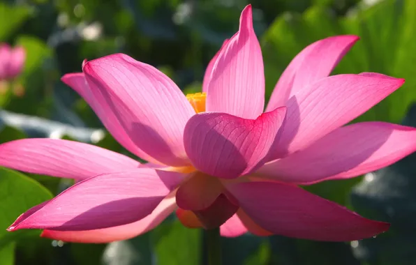 Leaves, macro, light, flowers, close-up, nature, background, bright