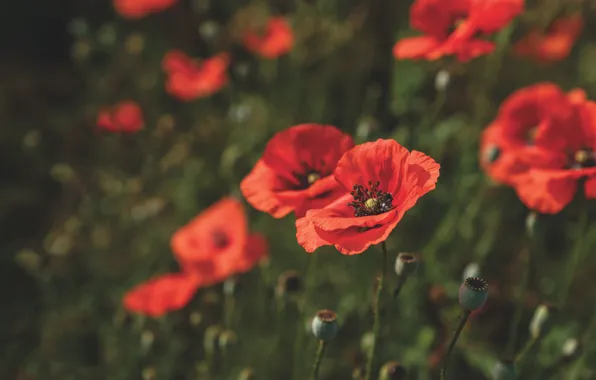Field, summer, Maki, red, bokeh, poppy field