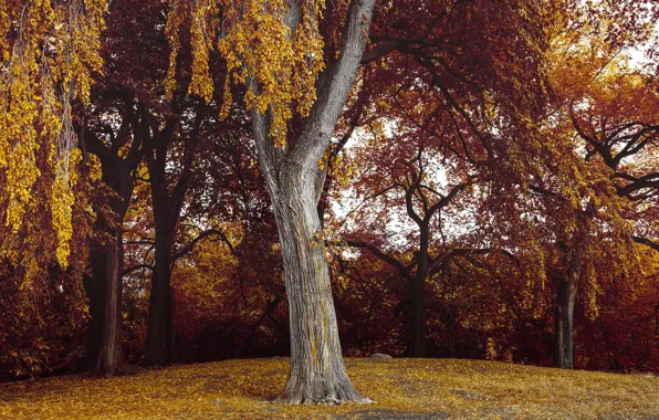 Picture autumn, leaves, trees, nature, Brooklyn, USA, Prospect Park