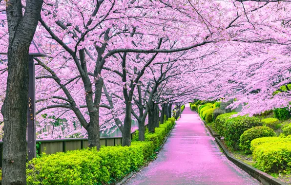 Park, Sakura, alley