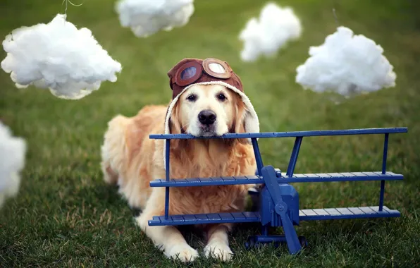Picture dog, helmet, the plane