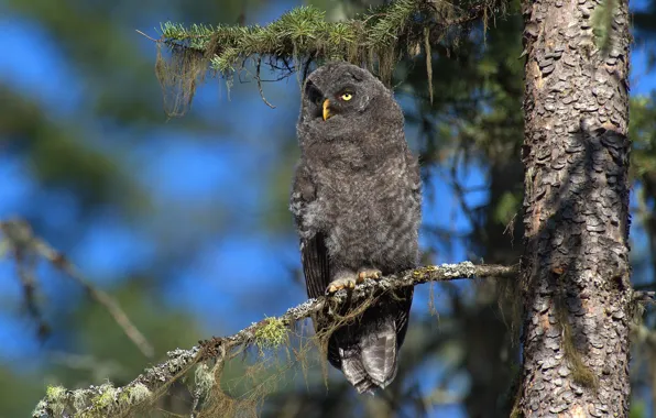 Look, light, trees, branches, grey, owl, bird, needles