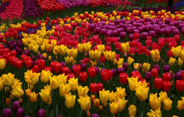 Picture tulips, buds, colorful