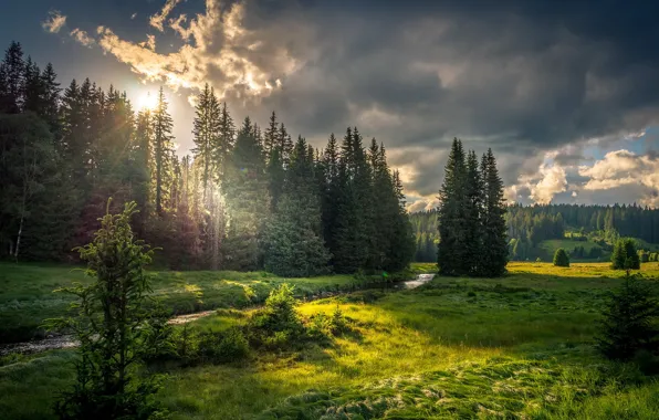 Picture forest, river, morning