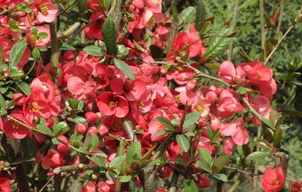 Flowers, Bush, quince, April, spring 2018, meduzanol ©