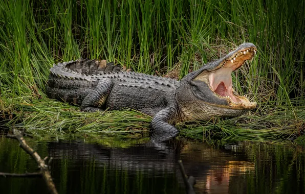 Picture grass, water, mouth, alligator