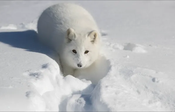 Fox, animals, winter, snow