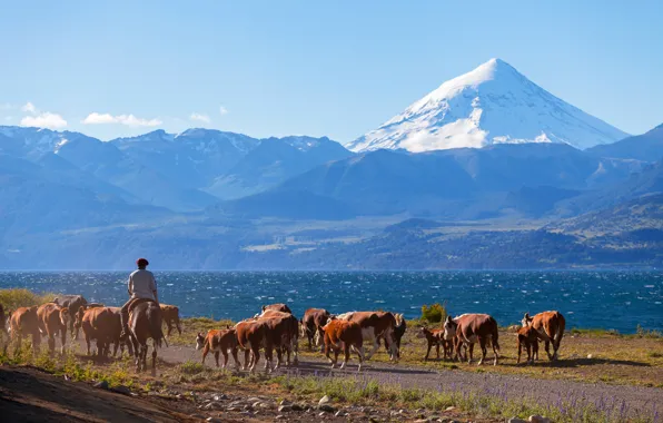 Road, the sky, the sun, mountains, river, shore, cows, rider