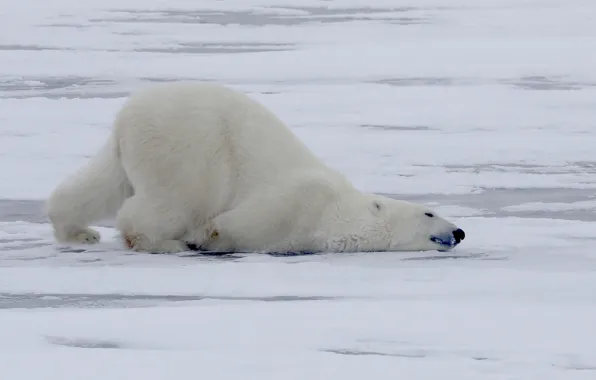 Winter, Polar bear, Polar bear