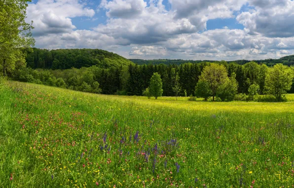Greens, field, forest, the sky, grass, the sun, clouds, trees