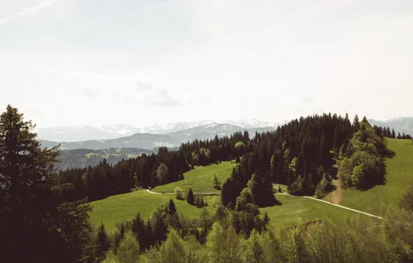 Road, greens, forest, summer, grass, trees, mountains, slope