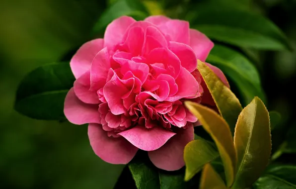Picture leaves, macro, close-up, petals, Camellia