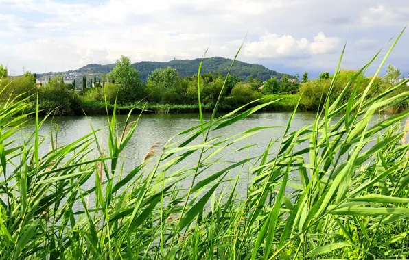 Lake, Summer, Sochi, July, Adler, ornithologicalpa