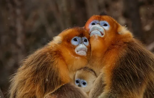Picture monkey, monkey, family, monkeys