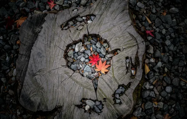 Stump, autumn leaves, grey pebbles