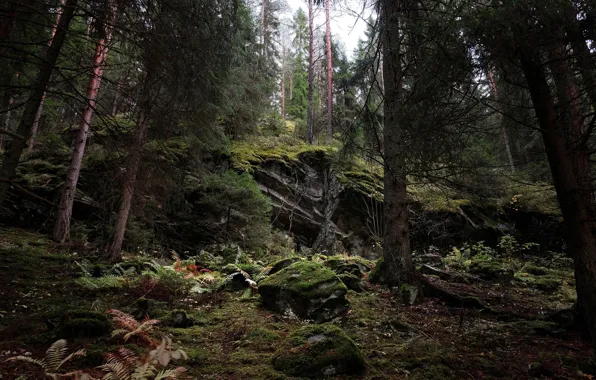 Forest, trees, nature, stones, moss