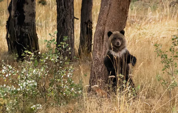 Forest, trees, nature, Bush, bear, bear, stand