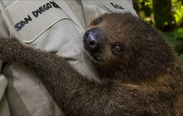 Animals, pair, sloth, animals, San Diego, San Diego