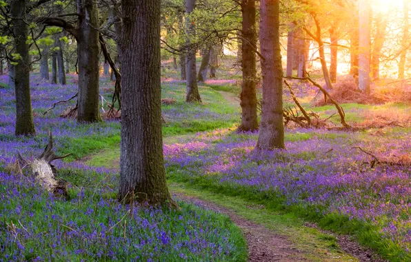 Forest, grass, trees, flowers, spring, Scotland, path