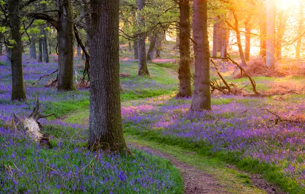 Picture forest, grass, trees, flowers, spring, Scotland, path