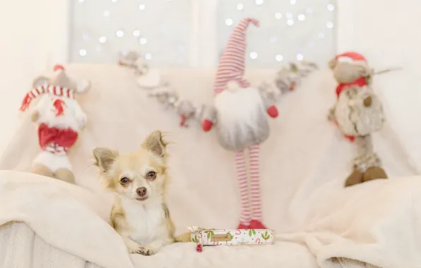 Holiday, new year, dog, gifts, dog, Chihuahua