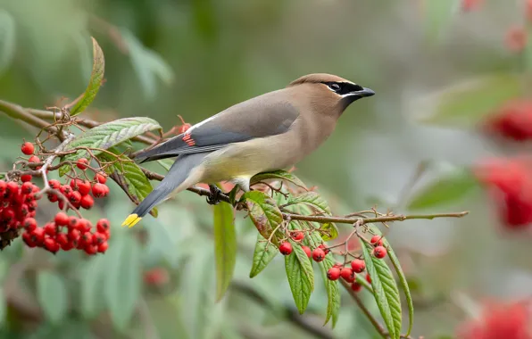 Picture leaves, branches, red, berries, bird, fruit, Rowan, the Waxwing
