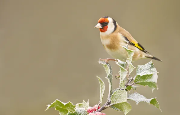 Picture frost, leaves, berries, bird, branch, goldfinch