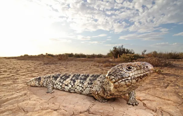 Nature, background, lizard