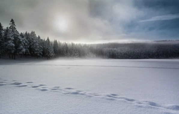Winter, snow, fog