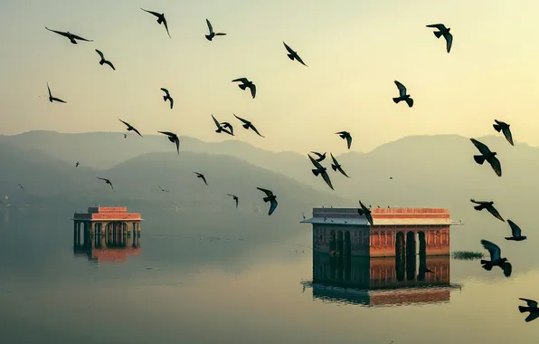 Water, light, birds, home, morning, India, Jaipur, Rajasthan