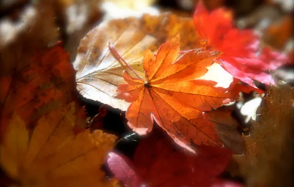 Picture leaves, fallen, autumn