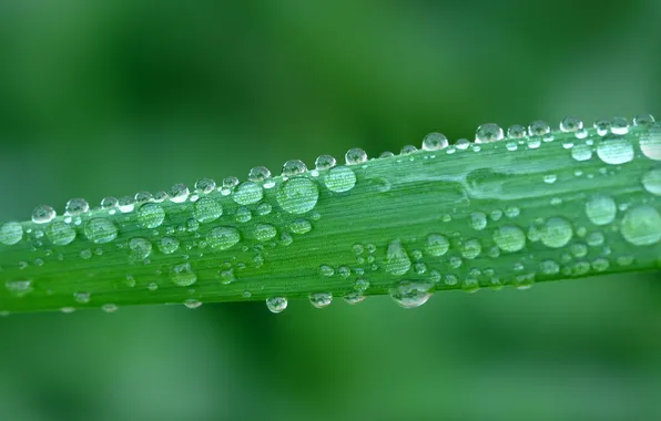 Picture GRASS, ROSA, WATER, DROPS, GREENS, A BLADE of grass