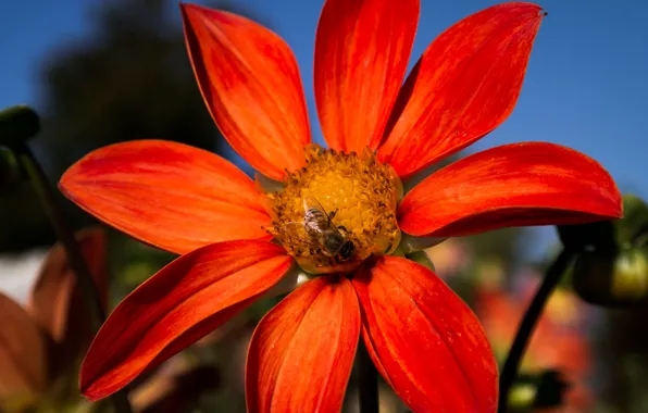 Flower, Summer, Macro, Insect, Blossom, Bee, Dahlia