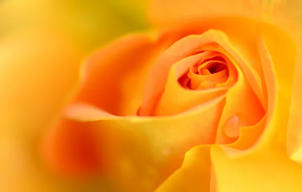 Picture flower, Rosa, rose, drop, petals