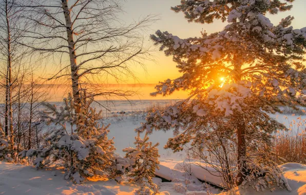 Winter, snow, trees, dawn, morning, pine, Ed Gordeev, Gordeev Edward