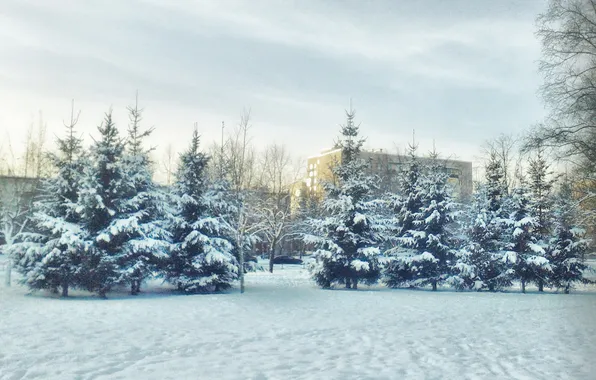 Winter, landscape, tree, January 2025