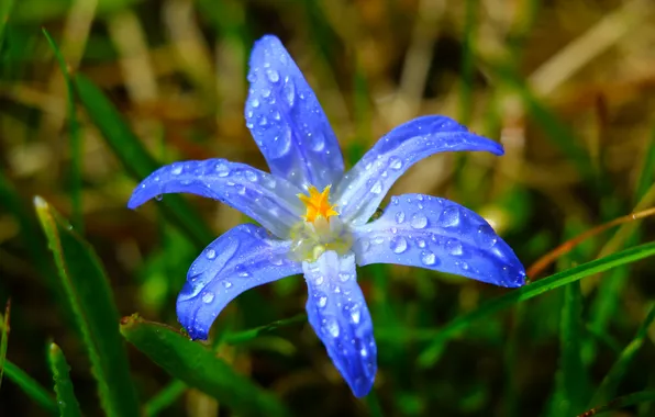 Flower, drops, dew