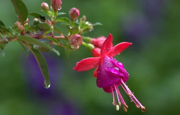 Drops, macro, sprig, background, buds, fuchsia