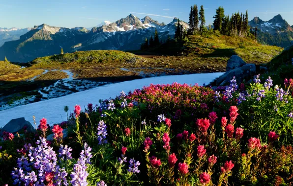 Picture Flowers, Mountains, Snow, Dawn