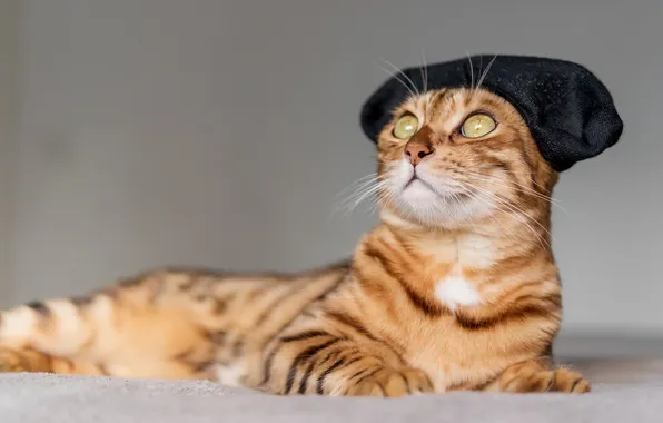 Cat, cat, look, pose, lies, face, striped, takes